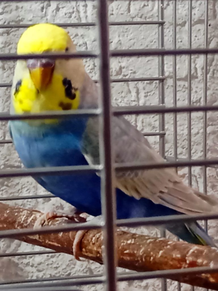 Rainbow www.wellensittiche-Bensheim.de